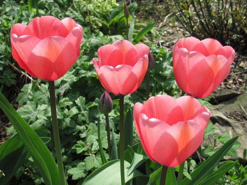Pink tulips in a garden