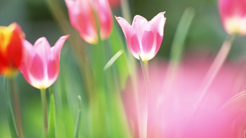 Pink tulips in a garden