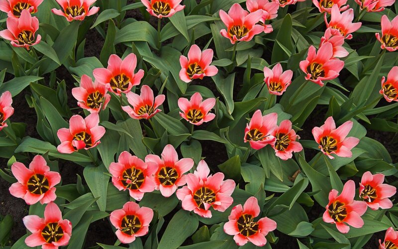 Pink tulips in a garden