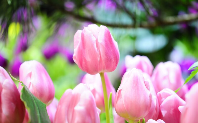 Pink tulips in a garden