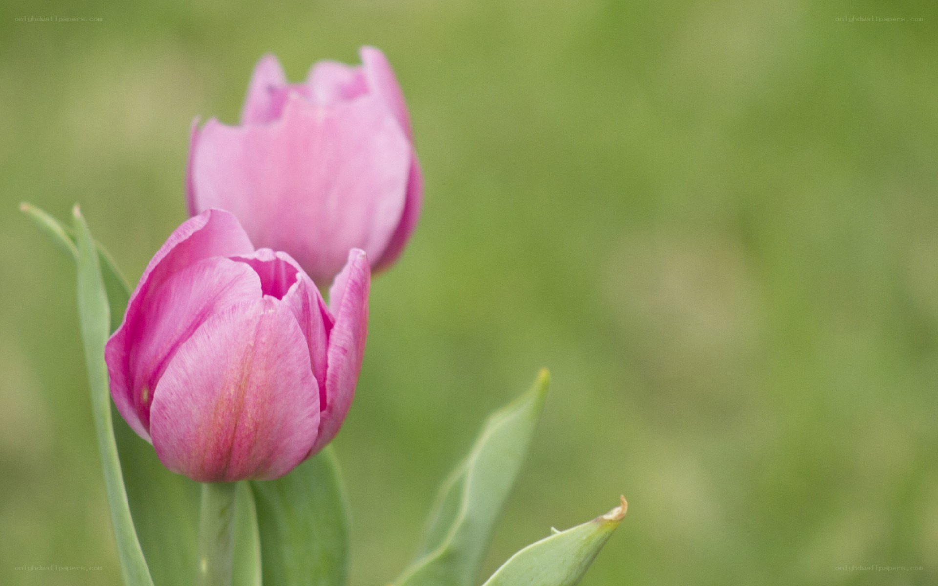 Pink tulips in a garden