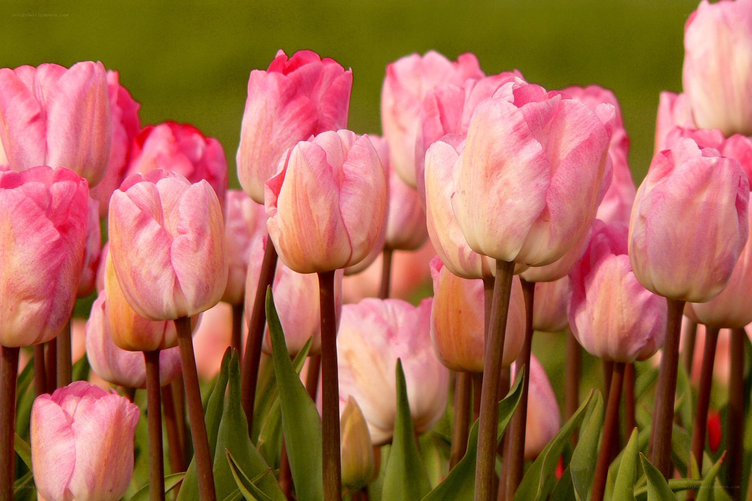 Pink tulips in a garden