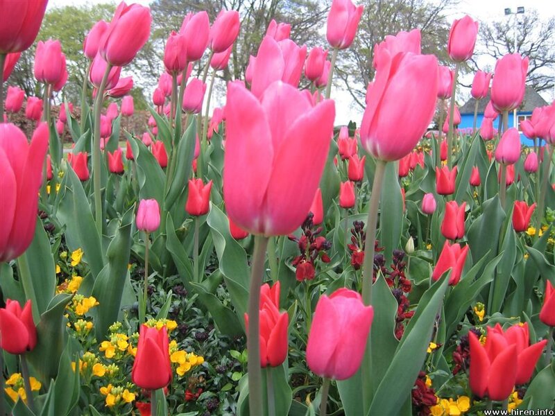 Pink tulips in a garden
