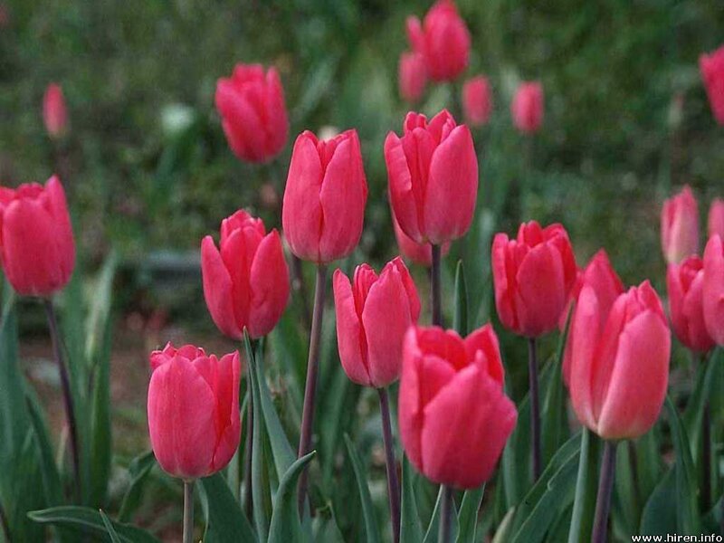 Pink tulips in a garden