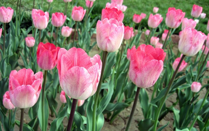 Pink tulips in a garden