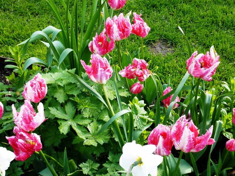 Pink tulips in a garden