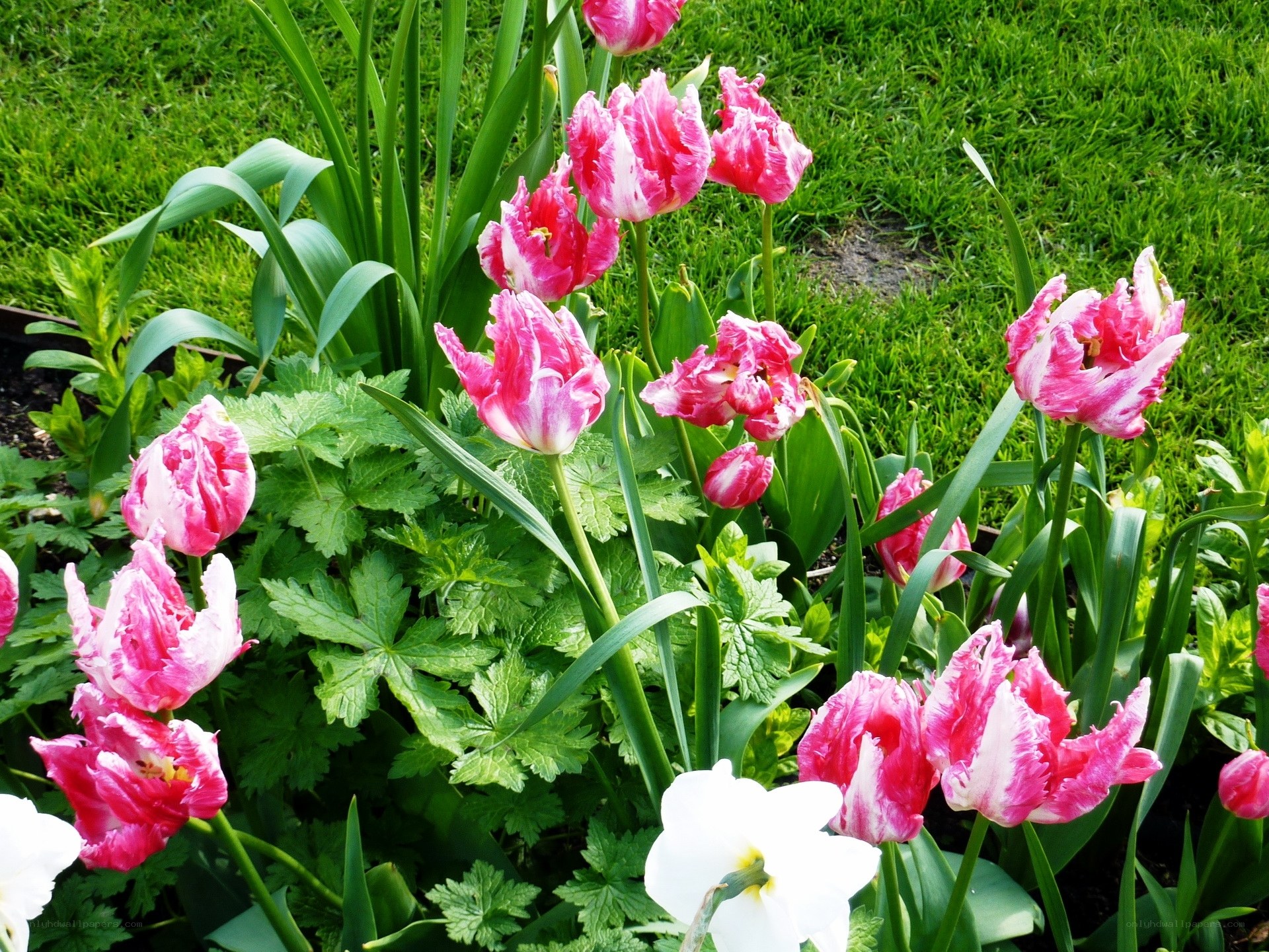 Pink tulips in a garden