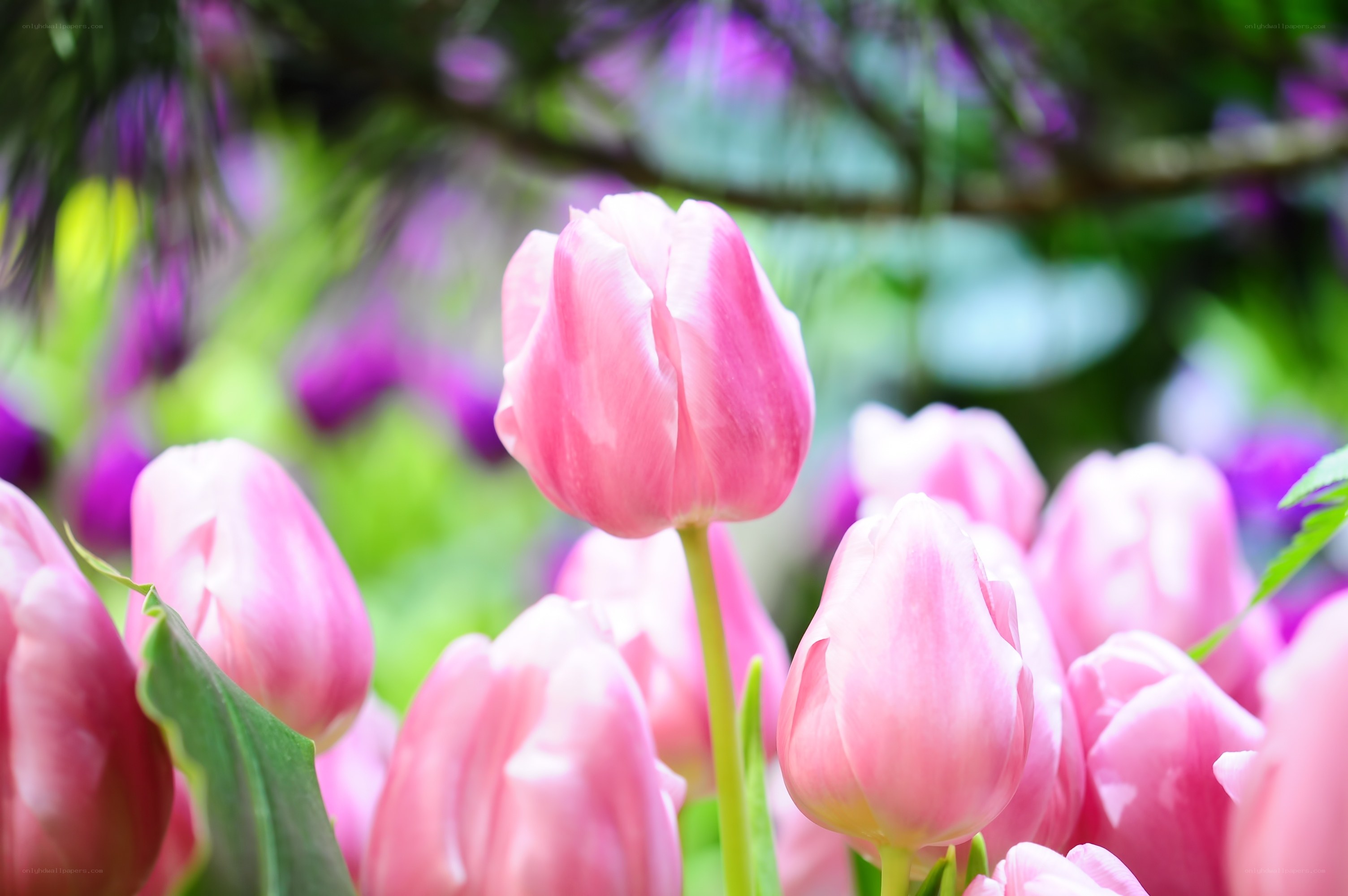 Pink tulips in a garden