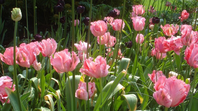 Pink tulips in a garden