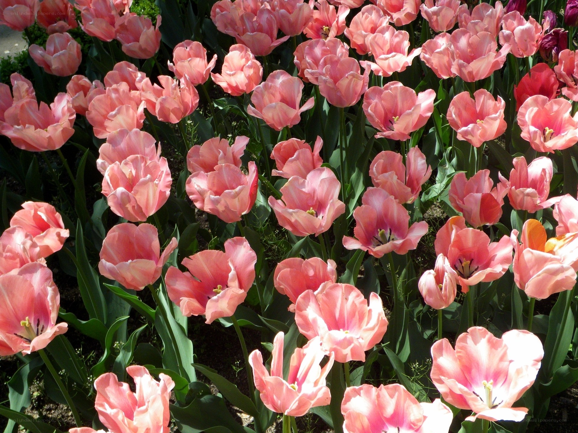 Pink tulips in a garden