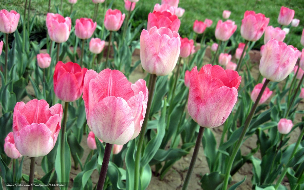 Pink tulips in a garden