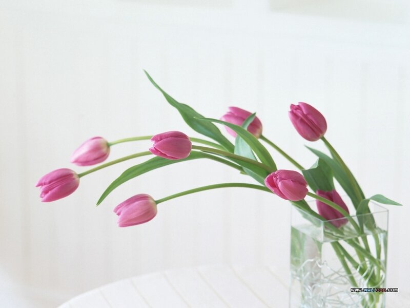 Pink tulips in a glass vase