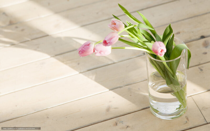 Pink tulips in a glass vase