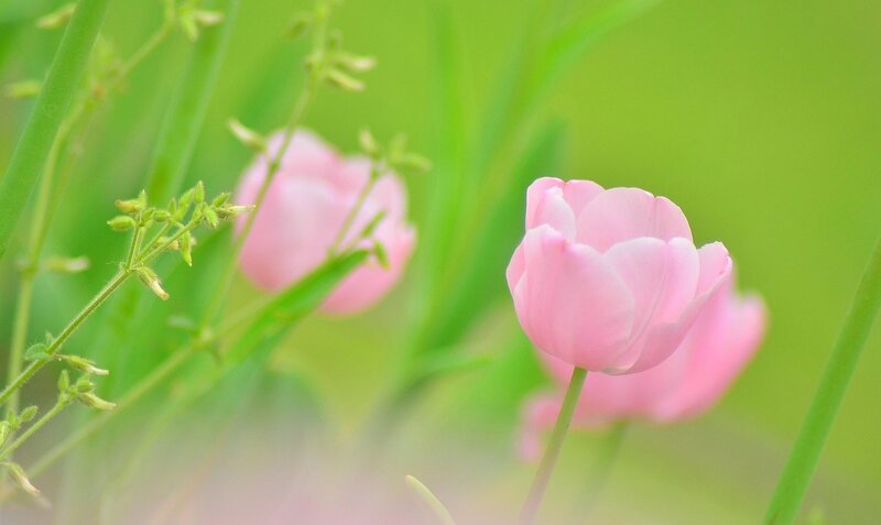 Pink tulips in a green field