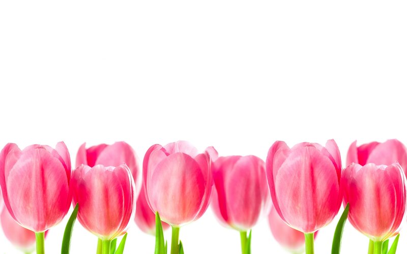 Pink Tulips in a Row — Calm