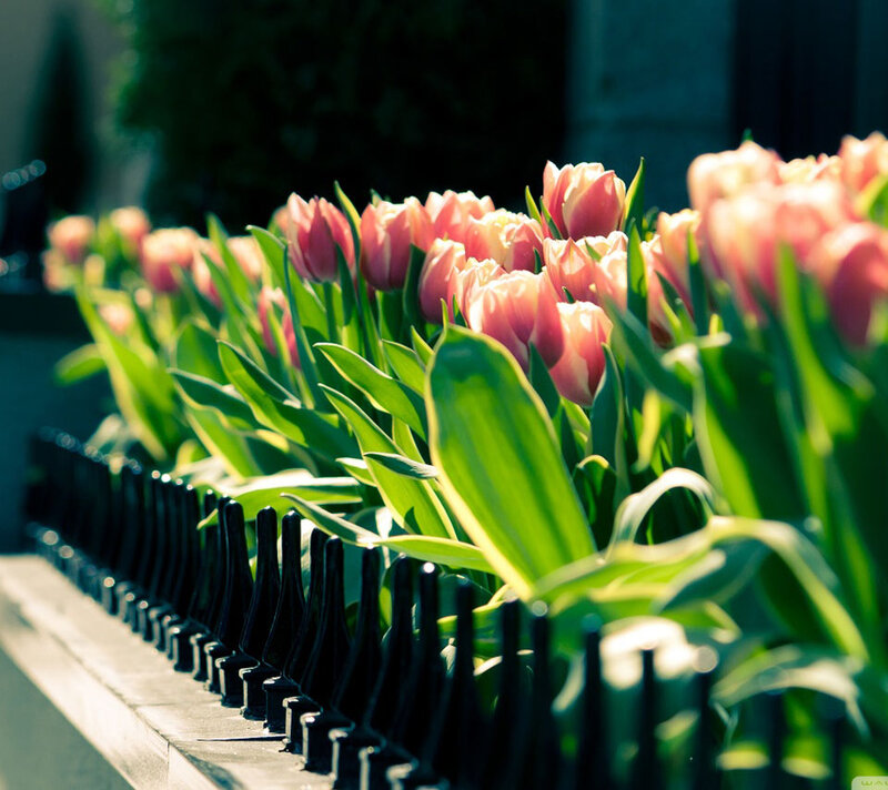 Pink Tulips in a Row — Serene, Afternoon
