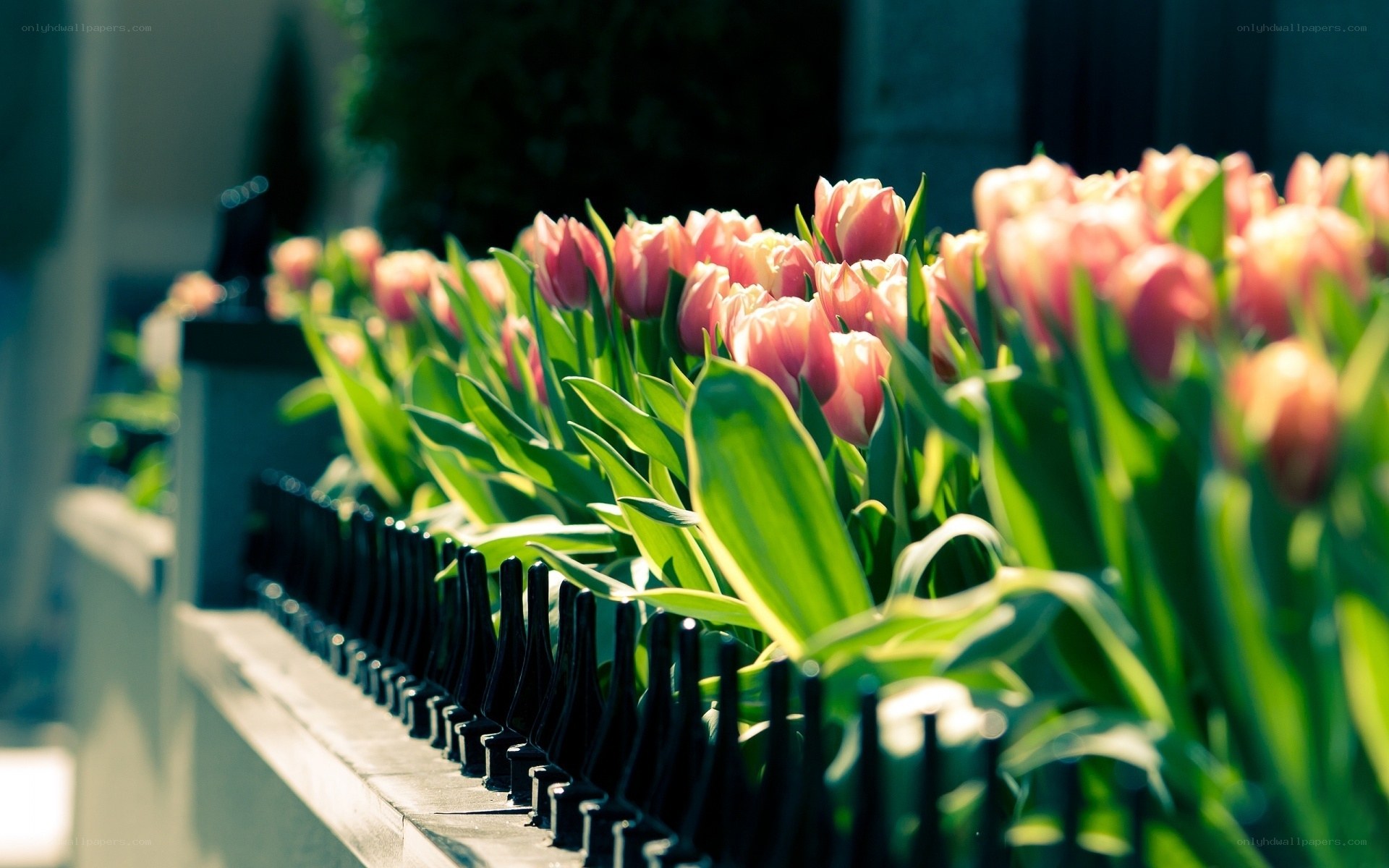 Pink tulips in a row