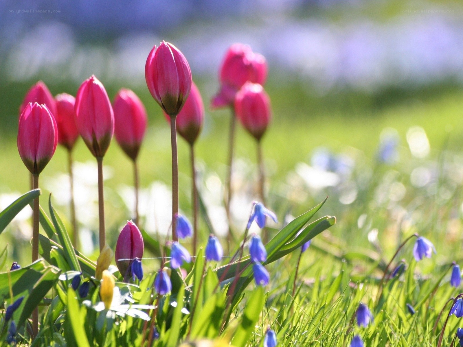 Pink tulips in a spring field
