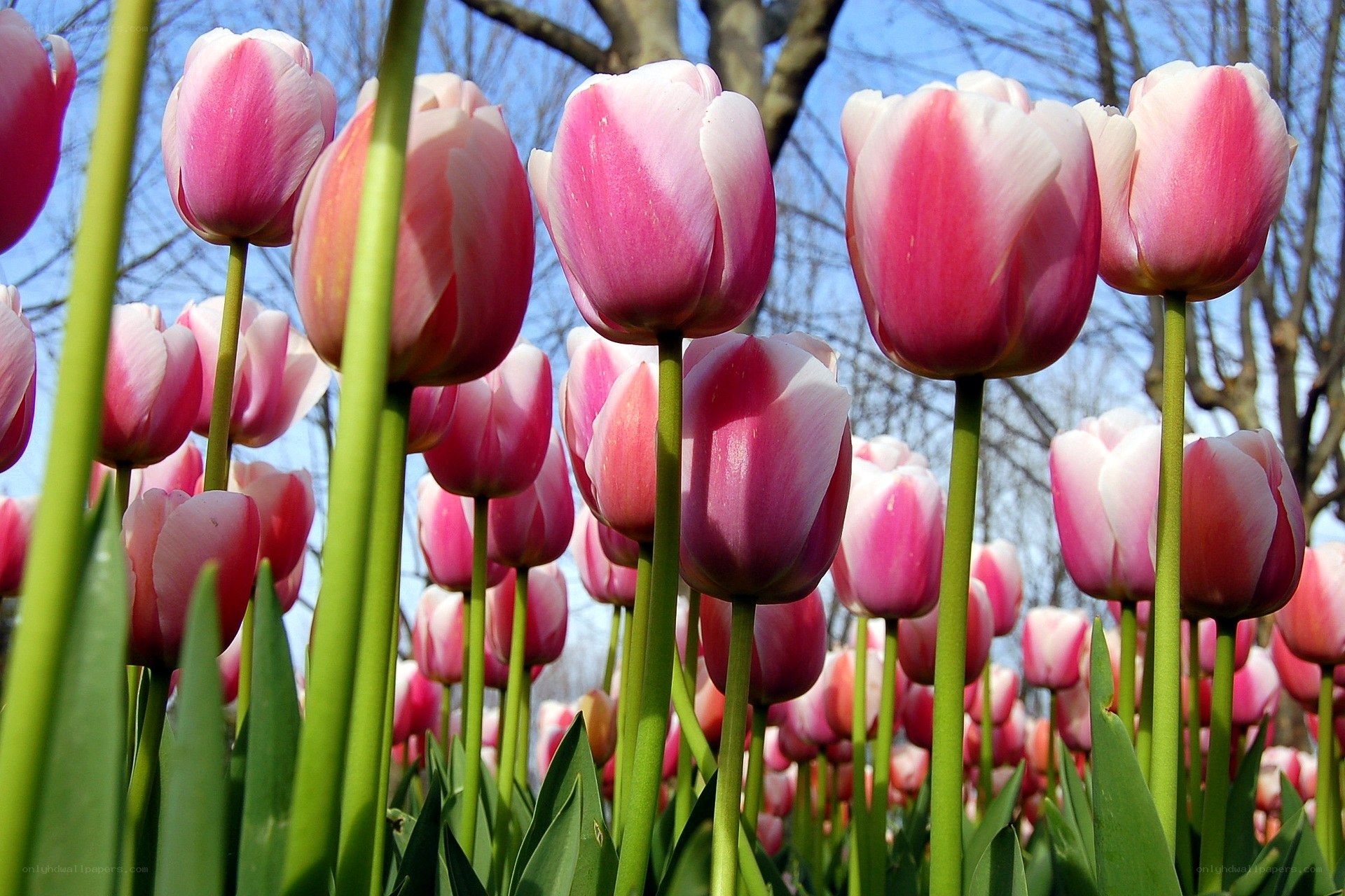 Pink tulips in a spring garden