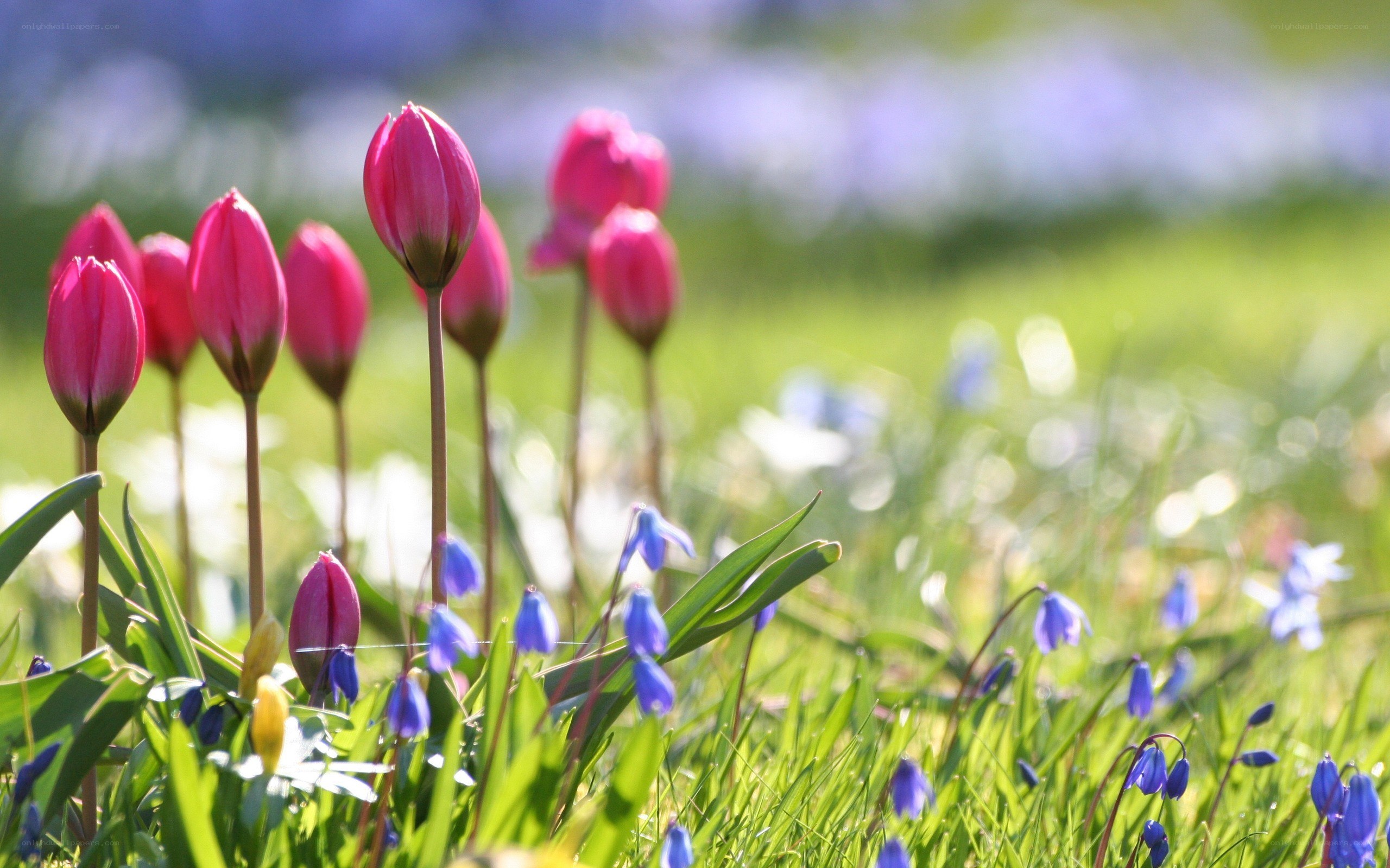 Pink tulips in a spring meadow