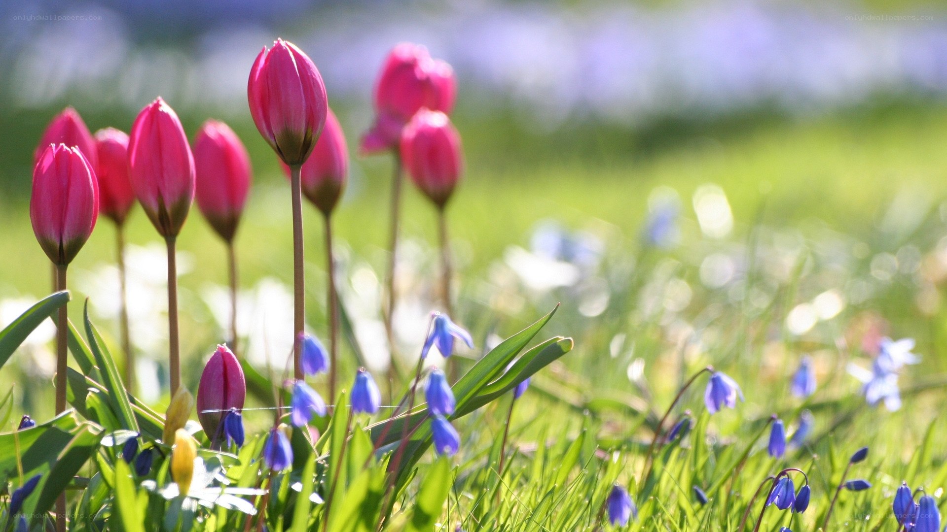 Pink tulips in a spring meadow
