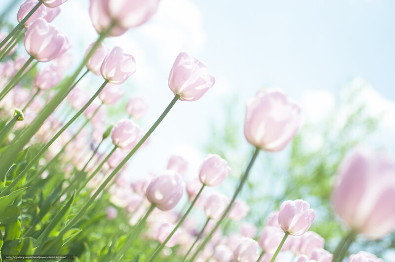 Pink tulips in a sunny field