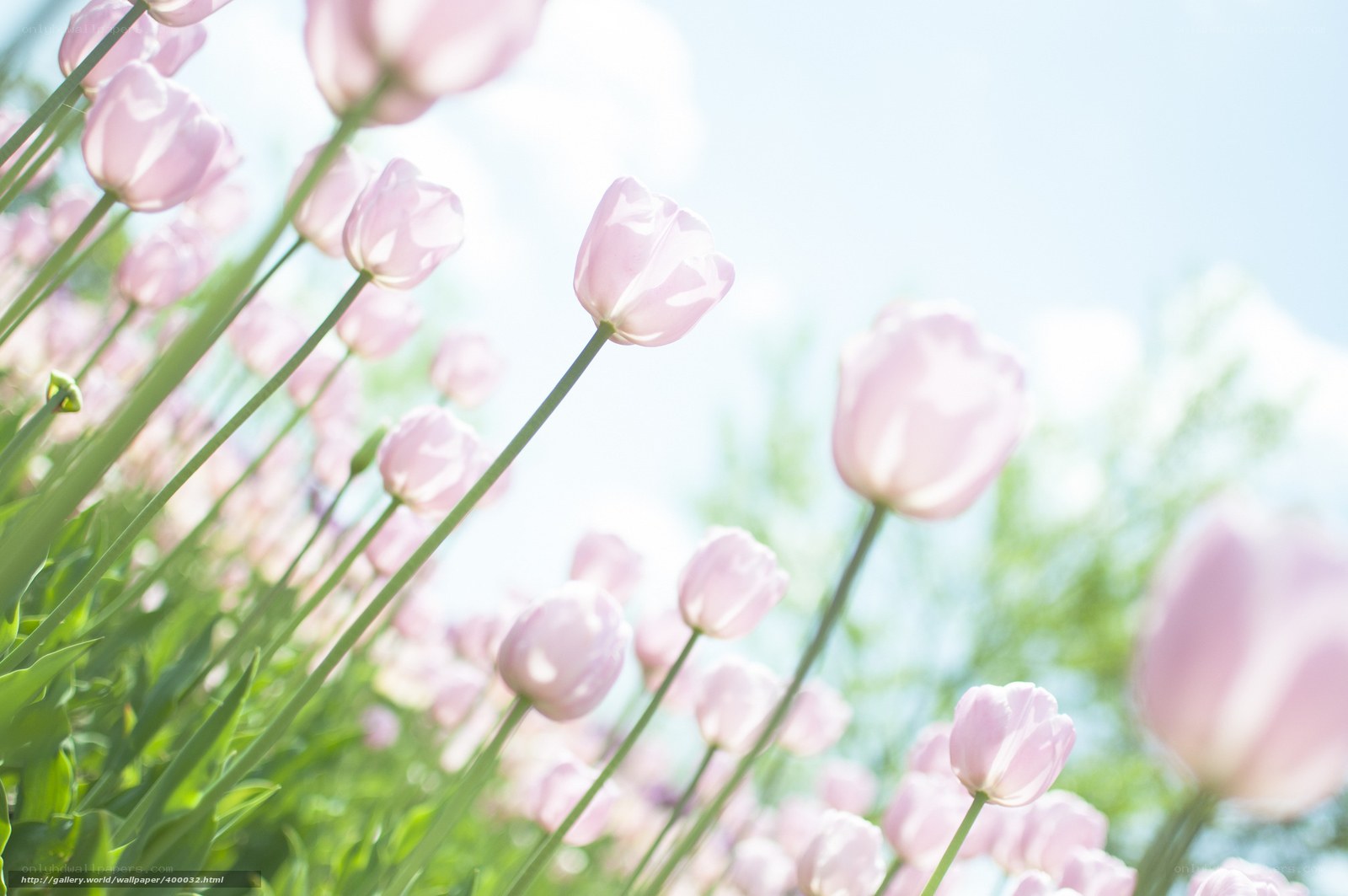 Pink tulips in a sunny field
