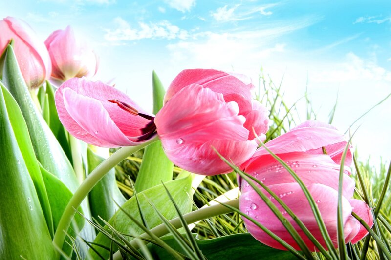 Pink tulips in a sunny field