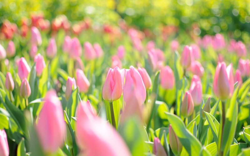 Pink tulips in a sunny field