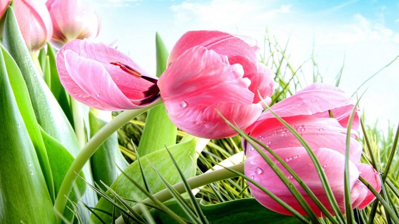 Pink tulips in a sunny garden