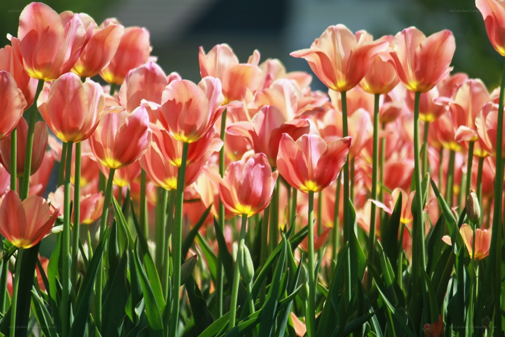 Pink tulips in a sunny garden