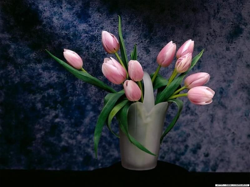 Pink tulips in a vase