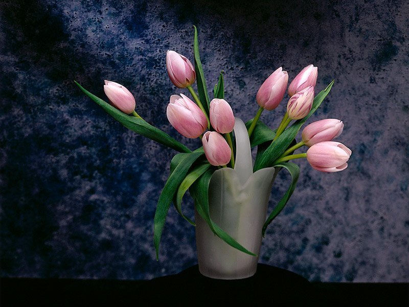 Pink tulips in a vase