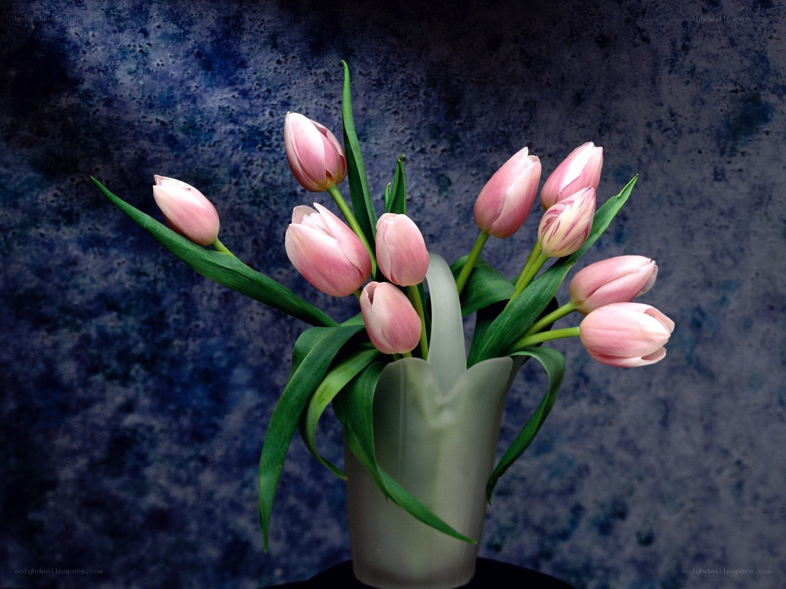 Pink tulips in a vase