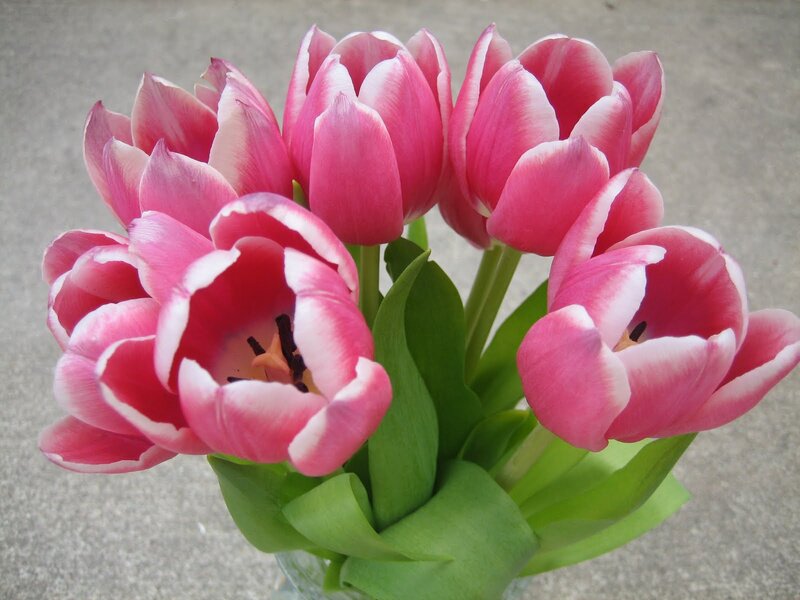 Pink Tulips in a Vase — Calm, Spring