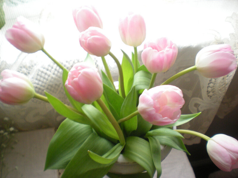 Pink Tulips in a Vase — Calm