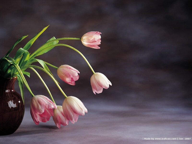 Pink Tulips in a Vase — Serene, Photograph