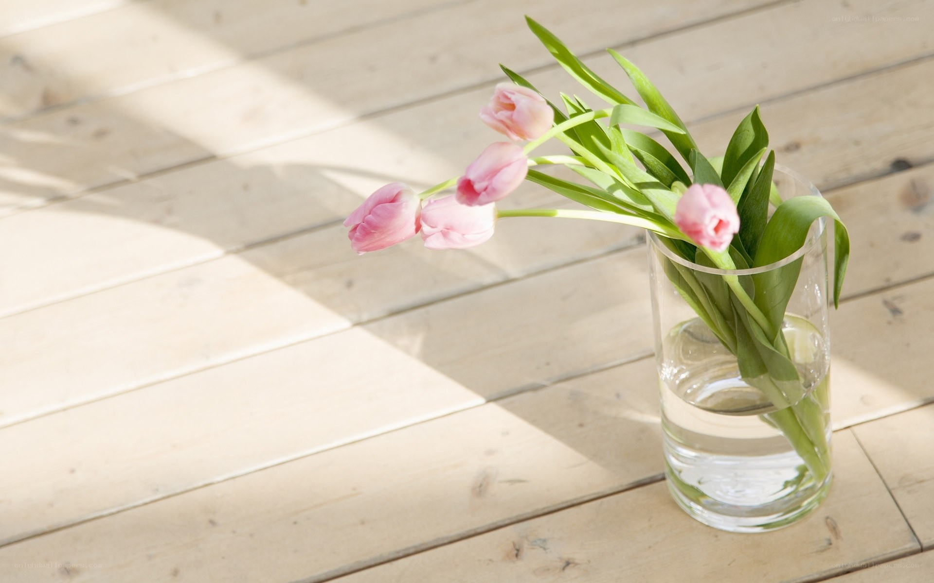 Pink tulips in a vase