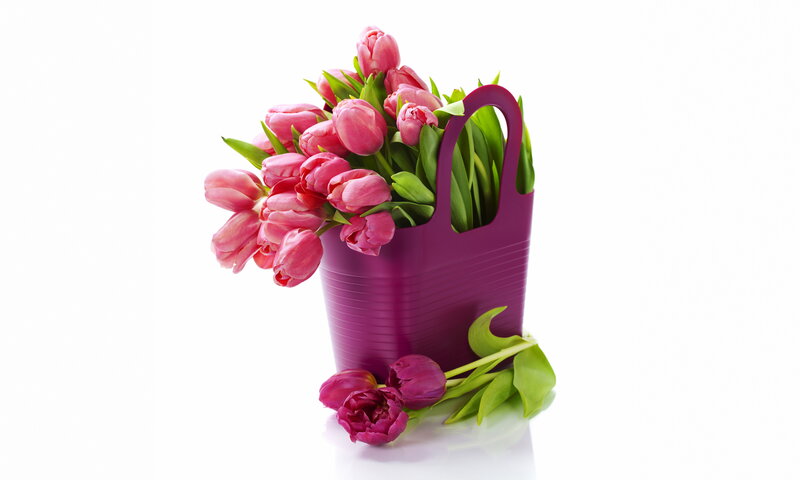 Pink Tulips in Bag