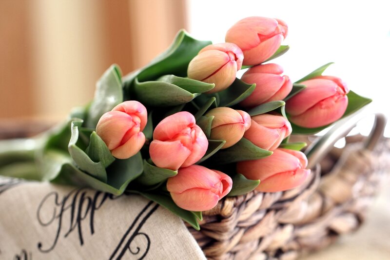 Pink Tulips in Basket — Calm, Morning