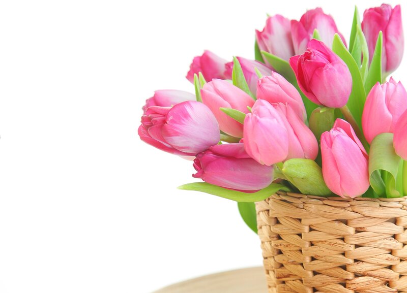 Pink Tulips in Basket — Calm, Spring, Photograph