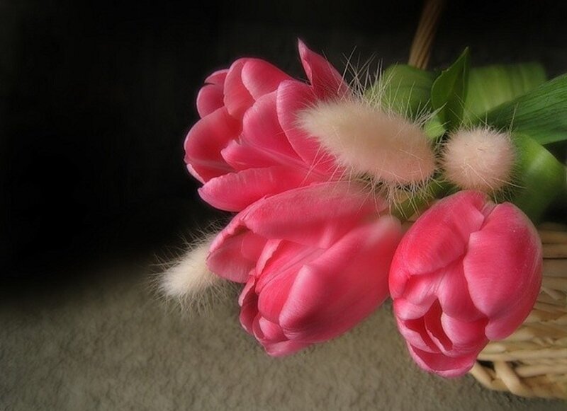 Pink Tulips in Basket — Dramatic, Photograph, Bunny Tail Grass