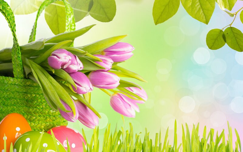 Pink Tulips in Basket — Green, Bright, Spring