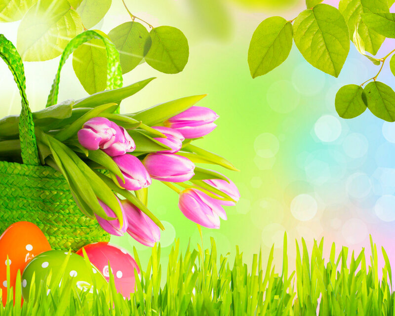Pink Tulips in Basket — Green, Bright