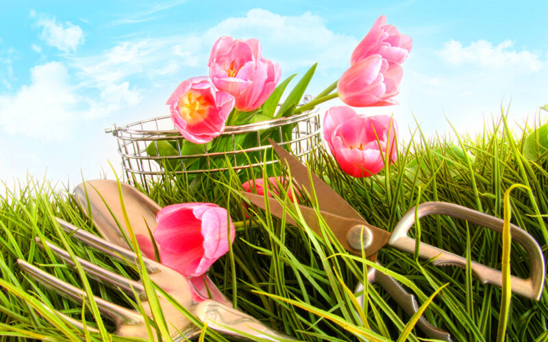 Pink Tulips in Basket — Green, Serene