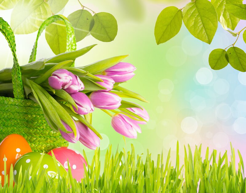 Pink Tulips in Basket — Green