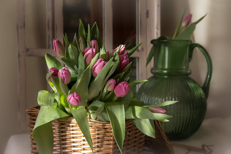 Pink Tulips in Basket — Serene, Morning