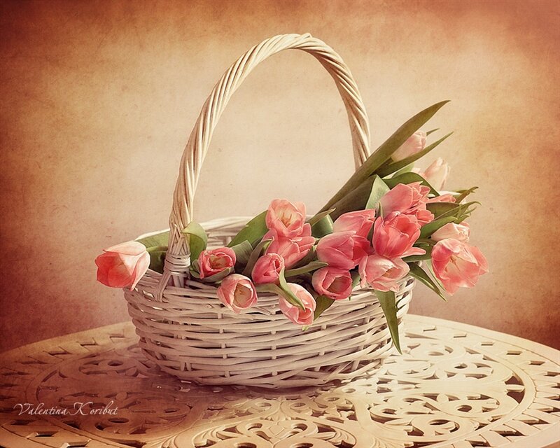 Pink Tulips in Basket — Serene, Photograph