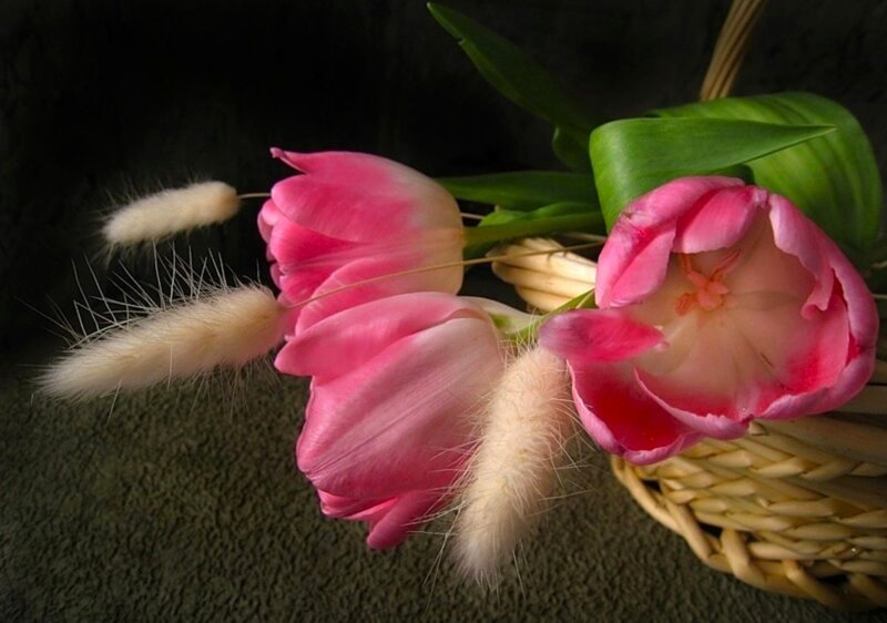 Pink Tulips in Basket — Serene