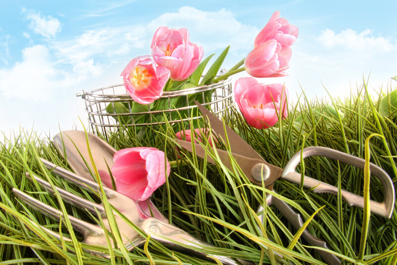 Pink Tulips in Basket